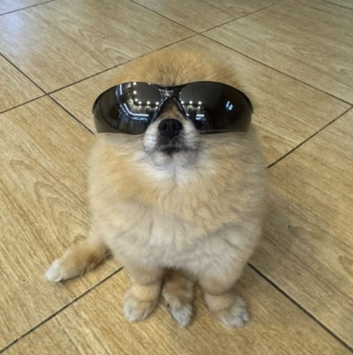 Kori The Pom logo